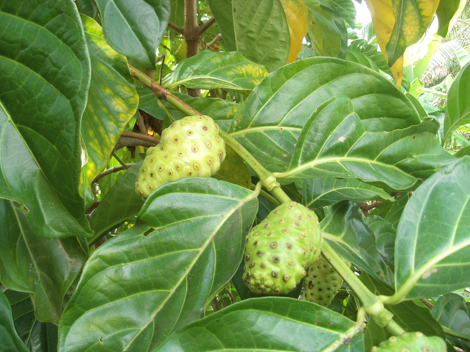 Belize Fruits