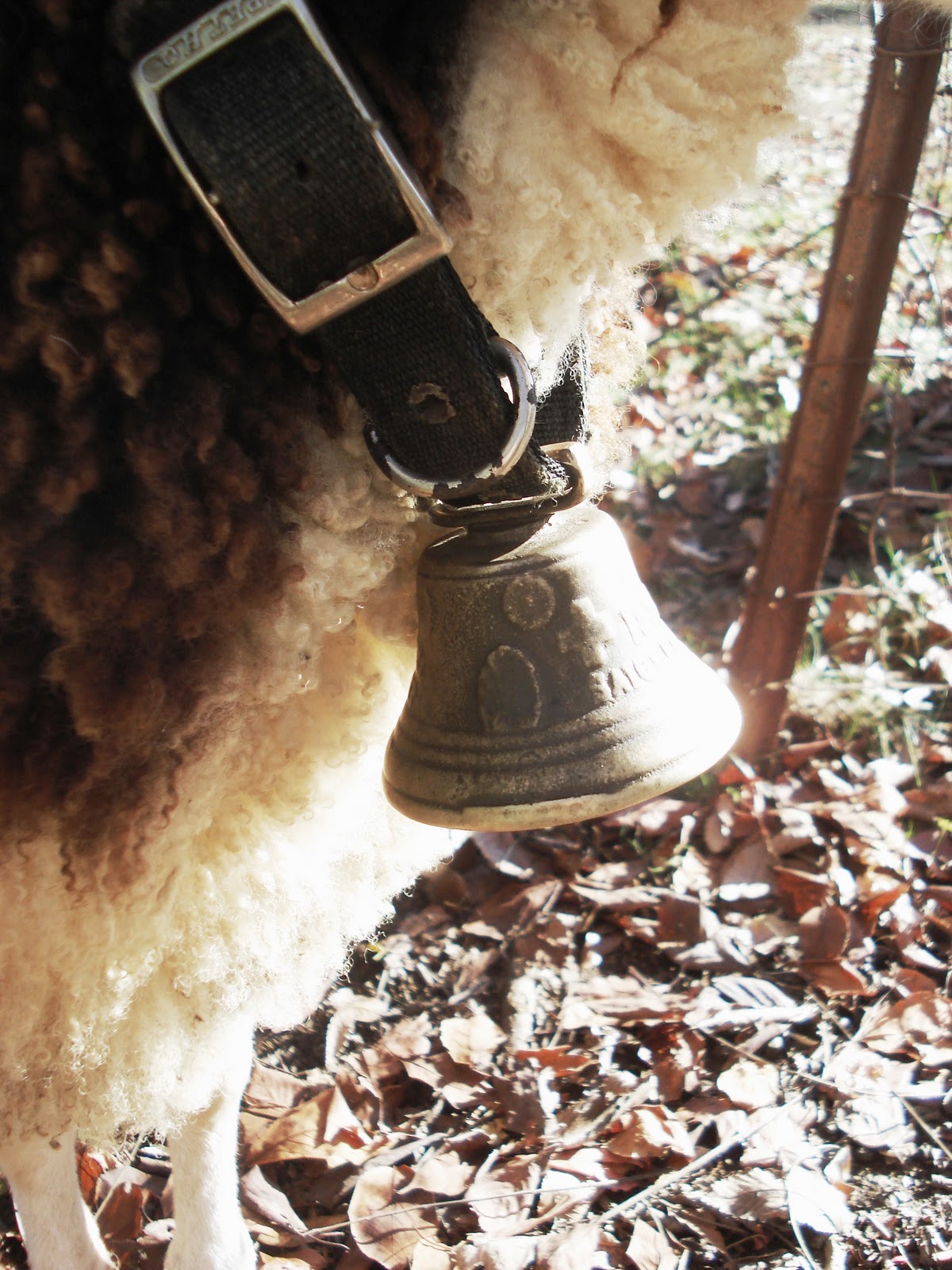 His Cherished Ones I want to be a bell sheep