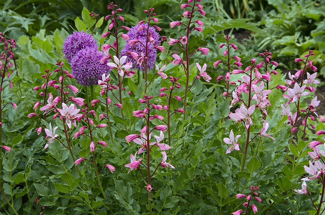 Linda Cochran's Garden Dictamnus albus var. purpureus