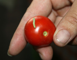 Little caterpillar on our tomato Little caterpillar on our tomato