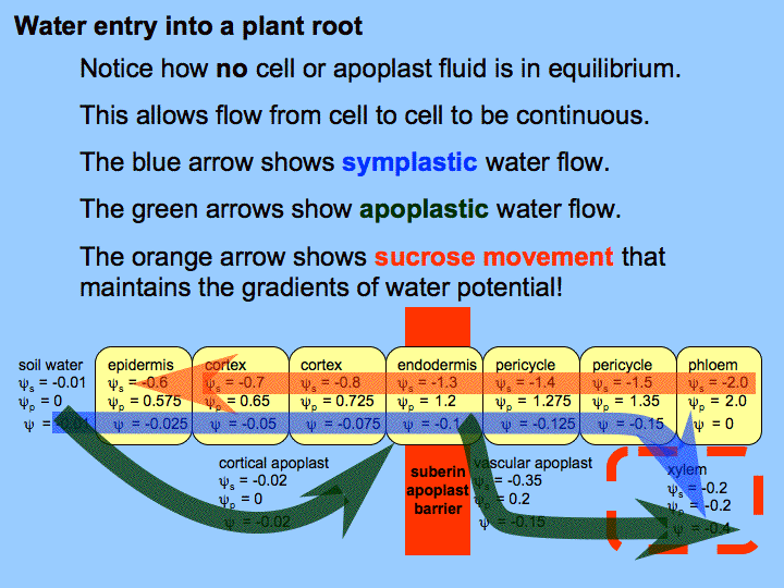 the pathways of plant water movement Short-distance transport in plants, the movement of water and solutes from one location to another within plant tissues and organs, is called lateral transport because its usual direction is along the radial axis of plant organs, rather than up or down the length of the plant. the pathways of plant water movement Short-distance transport in plants, the movement of water and solutes from one location to another within plant tissues and organs, is called lateral transport because its usual direction is along the radial axis of plant organs, rather than up or down the length of the plant.