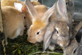 Online Nasa Store Tulungagung Kediri Trenggalek Blitar Cara