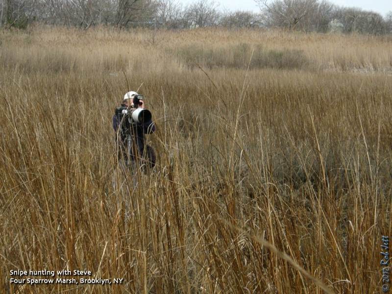 The City Birder Snipe Hunting in Brooklyn