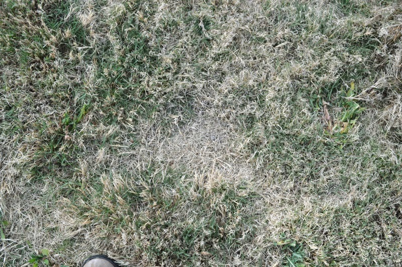 Lazy Gardening Watching Grass Grow Preventing Bald Spots