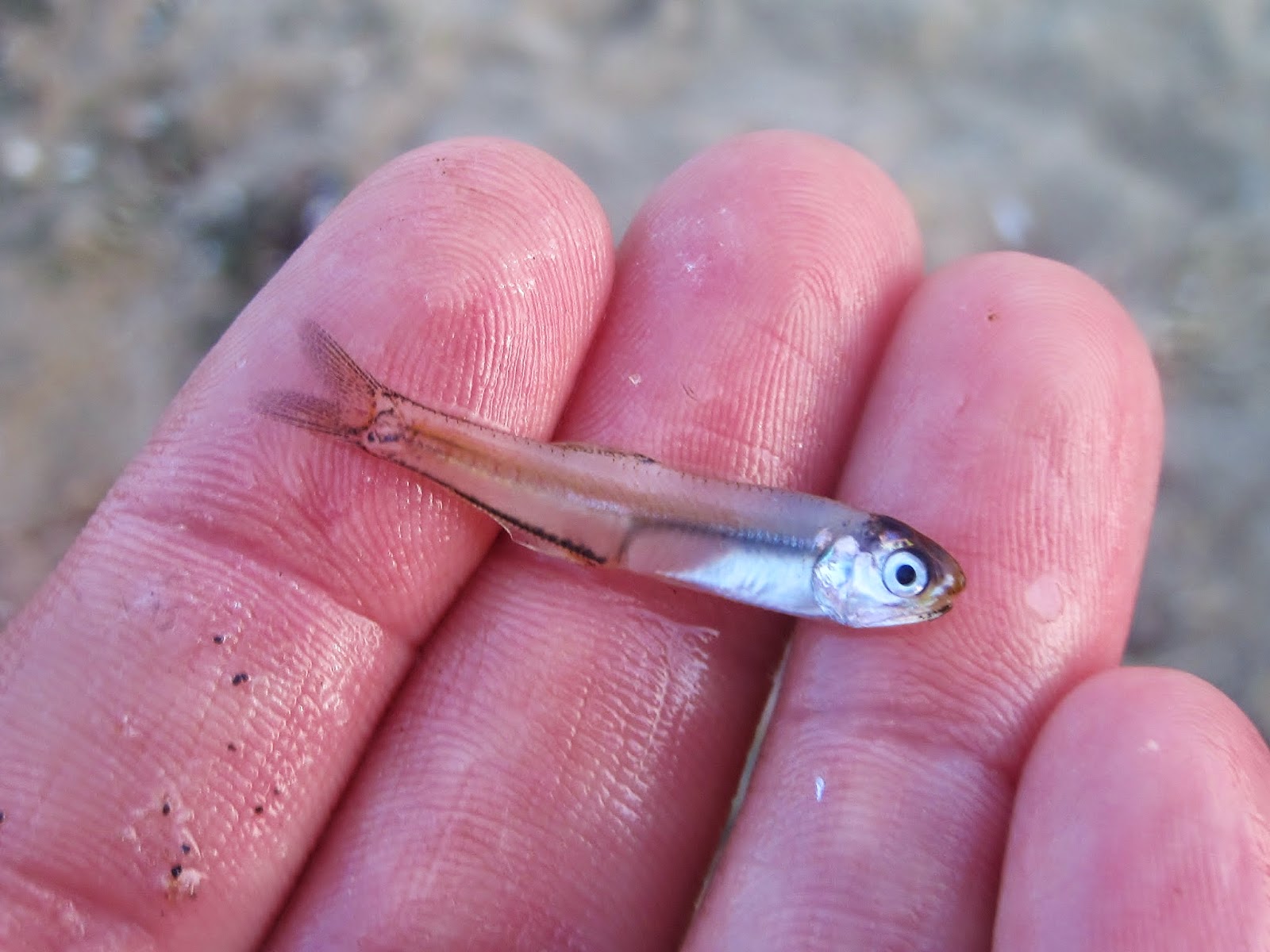 Nature on the Edge of New York City: Not the Kind of Anchovy You Put on