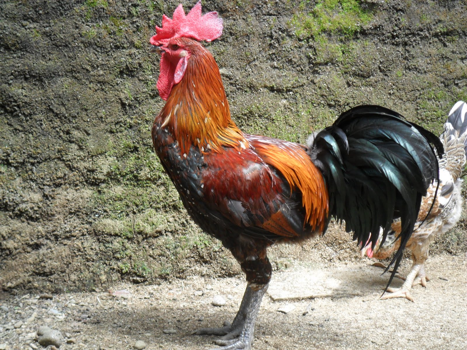 Ayam Goreng Berkah Melawai suasana restoran