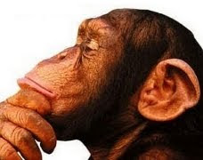 macaco pensando