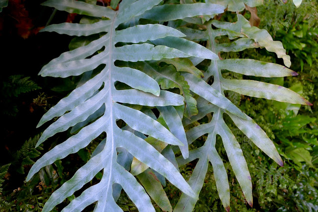 PlantsOnWalls revisits its year-old vertical garden fern wall installation for Urban Bistro in Burlingame, CA. http://PlantsOnWalls.com/