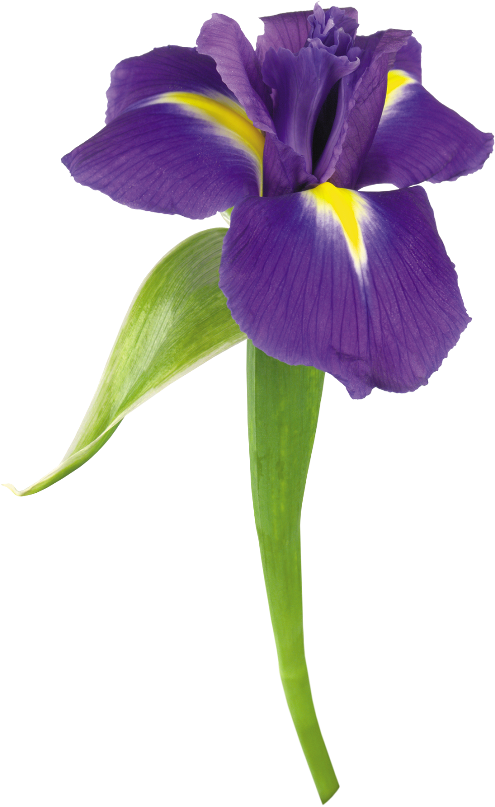 Блог Колибри: PNG клипарт "Beautiful Orchids Flower"