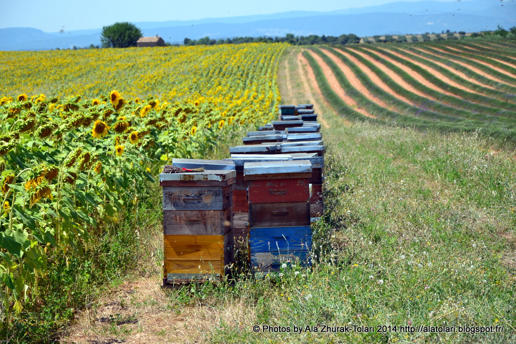 Plateau Valensole.Peignes de lavande. lavande et ruches