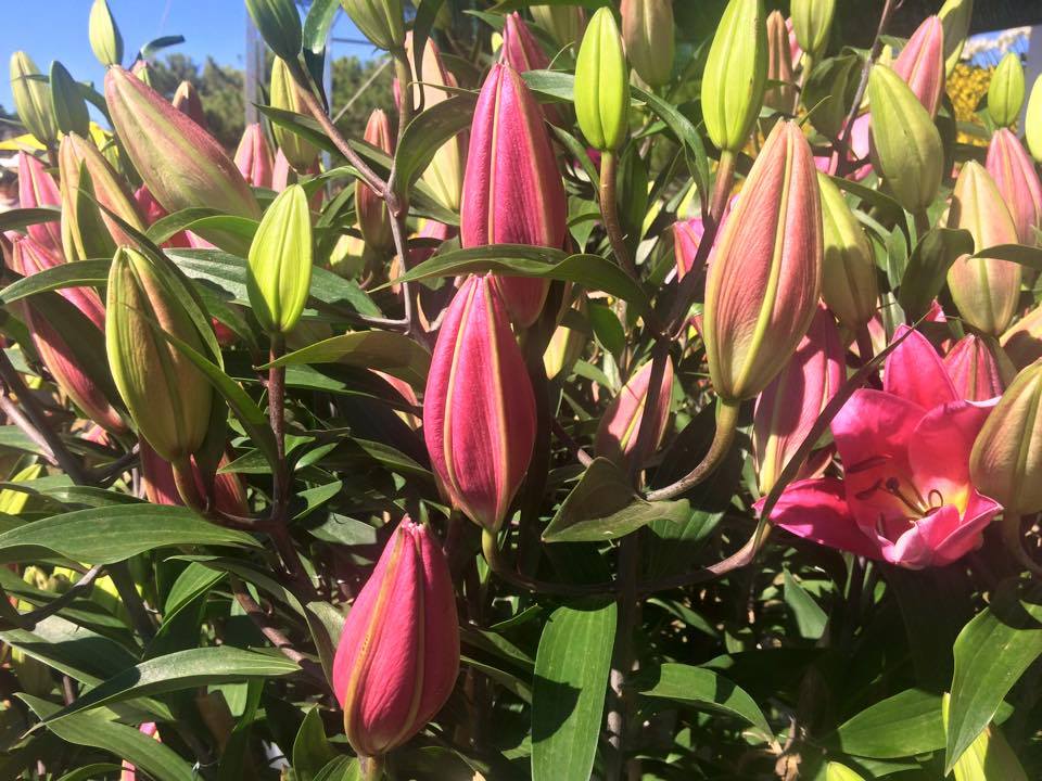 Cách trồng hoa lily trong vườn nhà