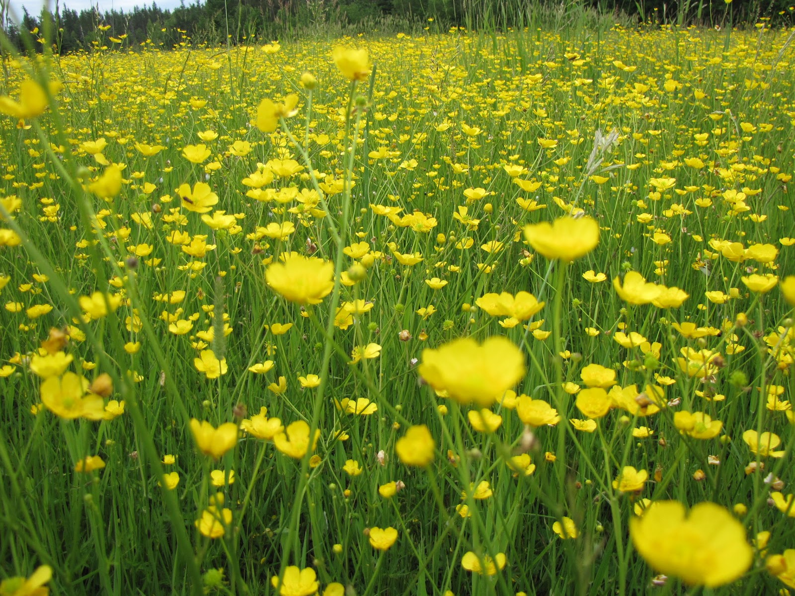 Wildflowers Fields of Yellow