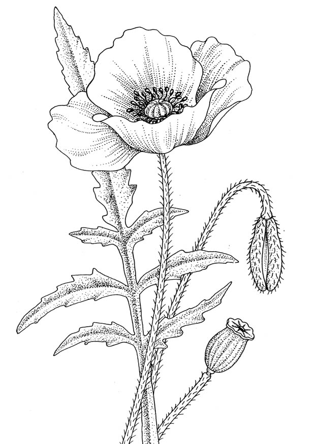 Honeysuckle Flower Line Drawing : Amapola cartonera qué es la