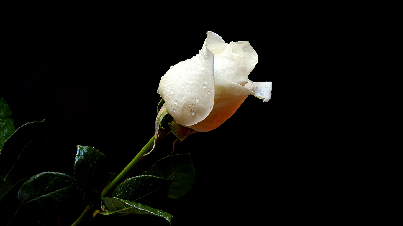 Single White Rose Single White Rose