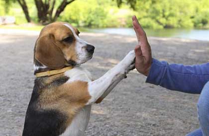 How To Teach A Dog Trick To Play Dead How To Teach A Dog Trick To Play Dead