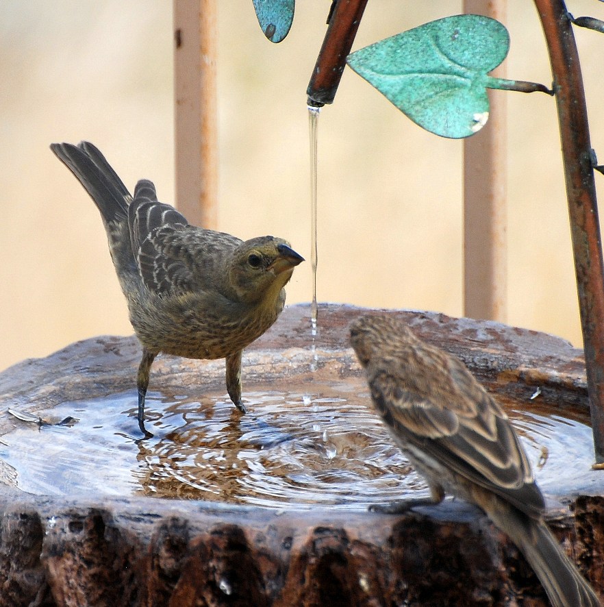 Birding Is Fun! Fun with Bathing Birds