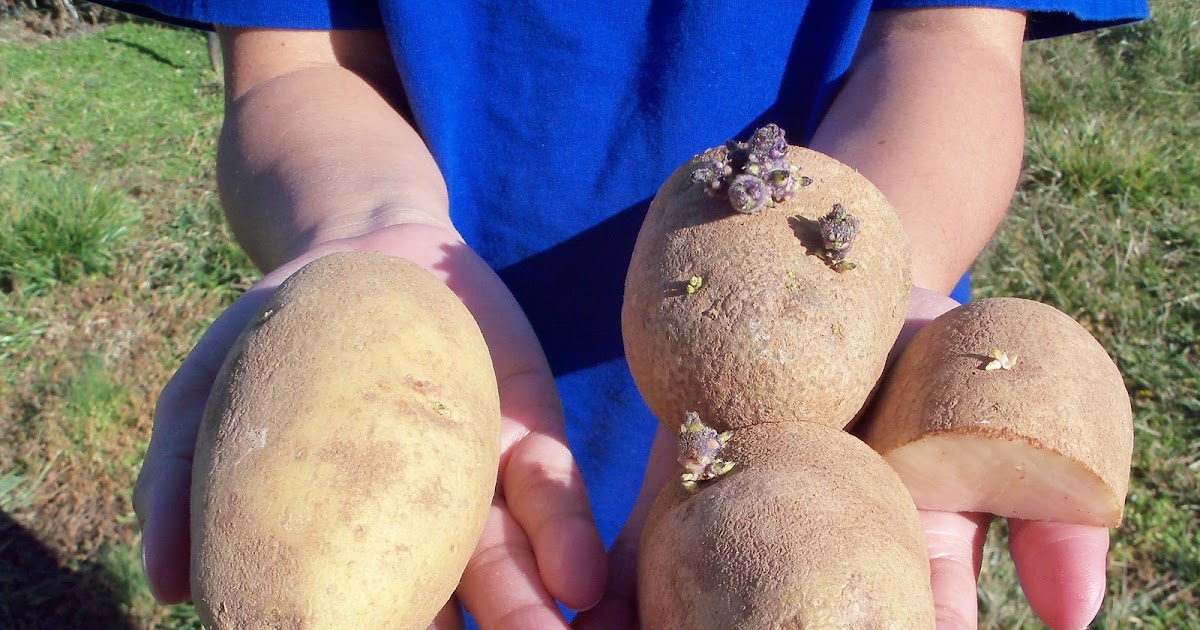 Potatoes ( How To Grow Russet Potatoes ) Garden The Easy Way