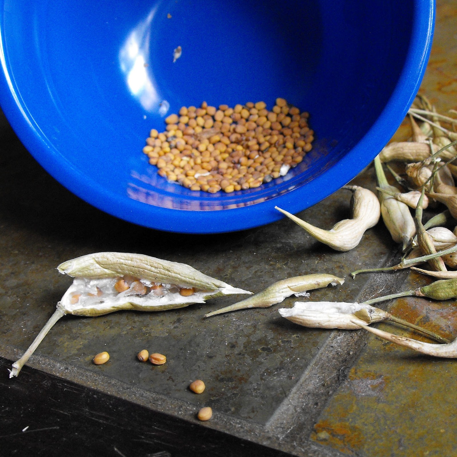 RAYGUNOMICS Harvesting Radish Seeds