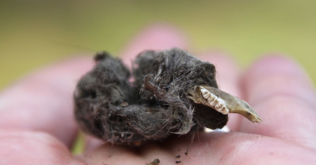 Pete's Flap Birding Aus: Owl pellets. Gross!!