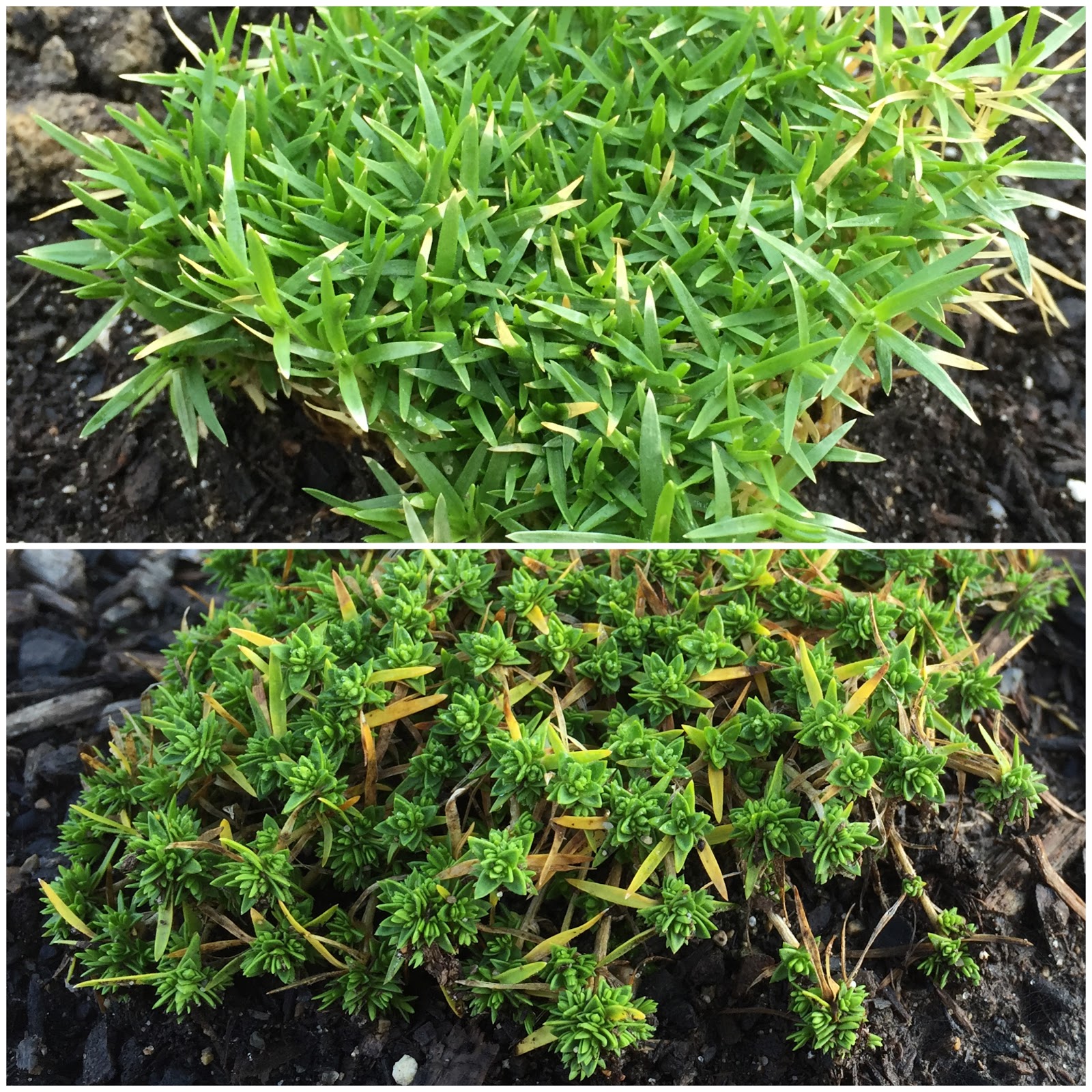 Backyard Neophyte Landscaping Blog July 2015