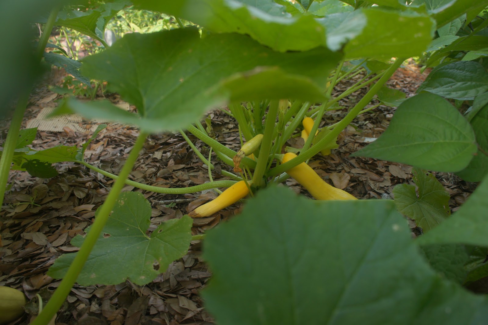 Gardening in Central Florida More April Garden Pictures... Squash