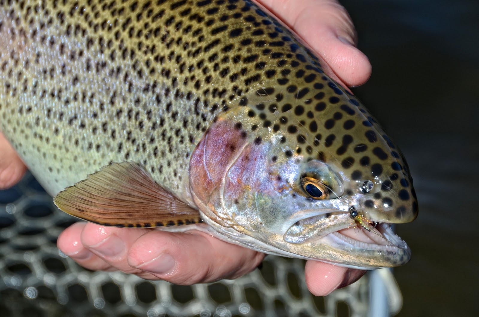 Deep Dish Callibaetis Fly Fish Food Fly Tying and Fly Fishing