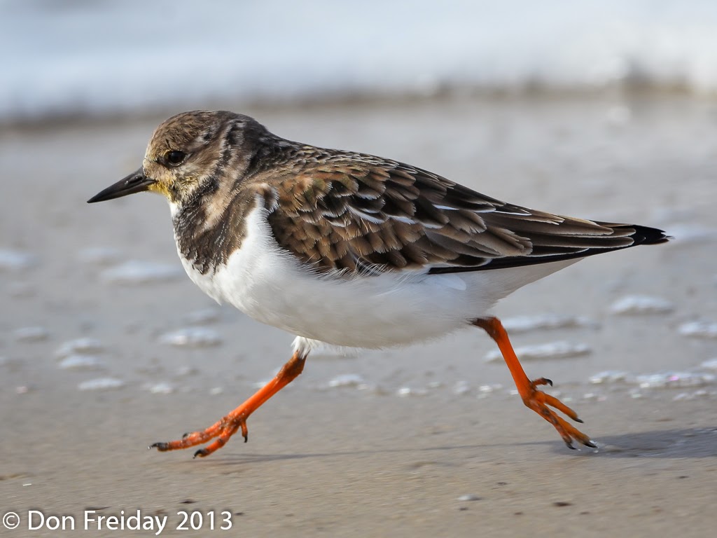 The Freiday Bird Blog Delaware Bay Three Shorebirds and a Big White Owl