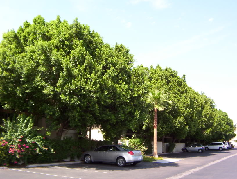 Ficus Spearmint