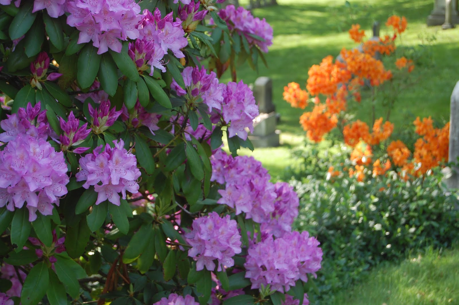 Sprouts Mount Auburn Flowers