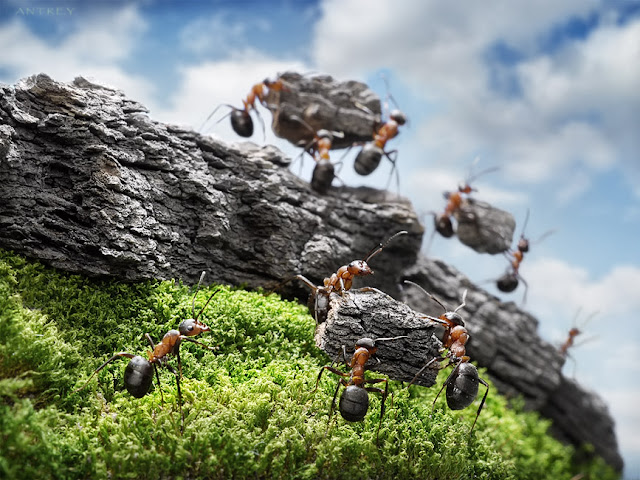 Photographer Andrey Pavlov create amazingly cool photographs using ants in the series Ant Tales, ant tales, the fantasy world of ants, Andrey Pavlov, ant pictures