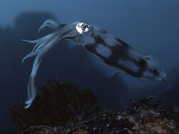 20 Beautiful photos of underwater creatures, underwater photos, beautiful creatures, underwater creatures, beautiful animal pictures, animal photography