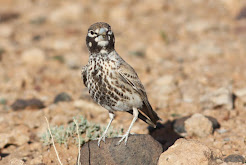 Thick billed Lark