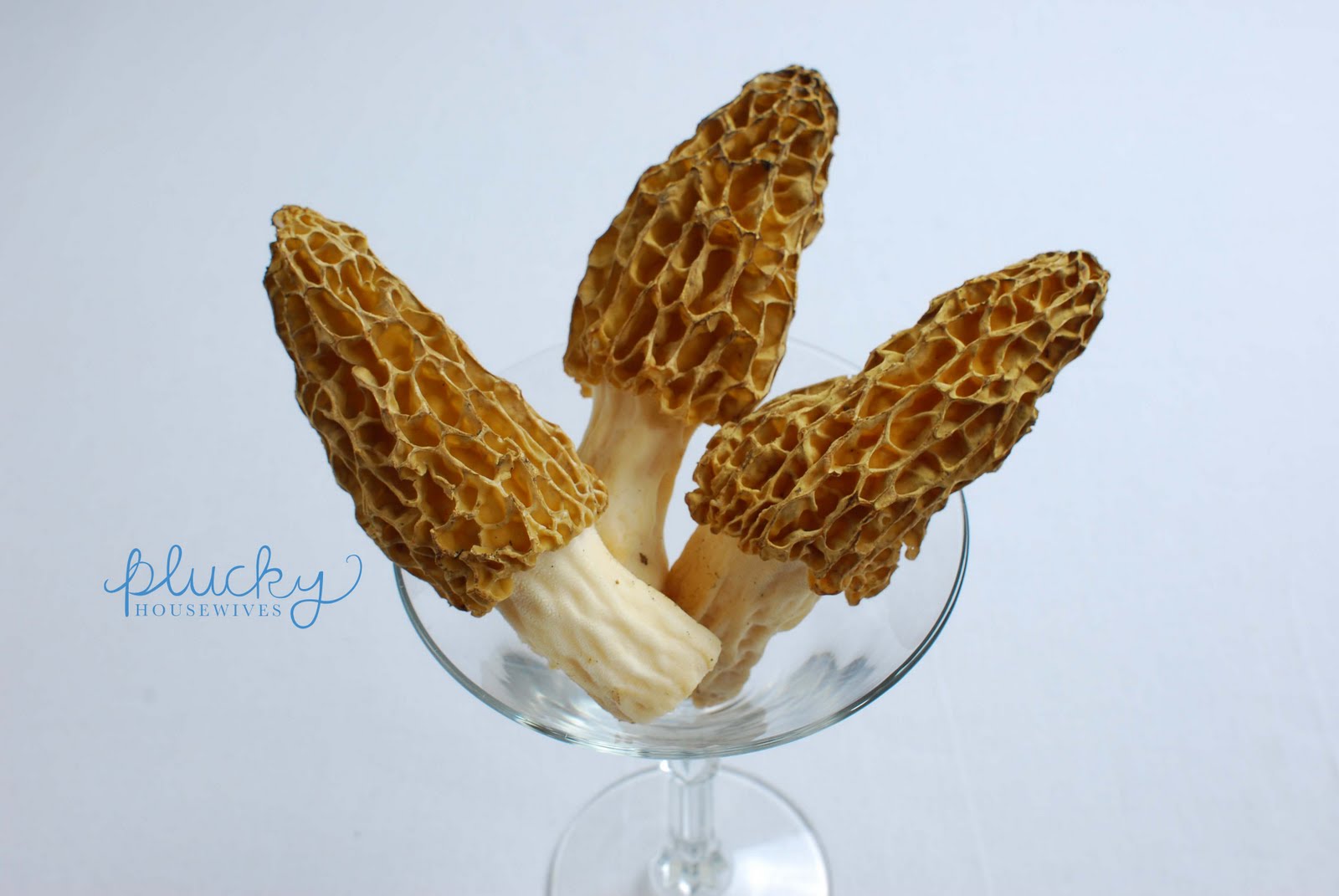 Morels Repost to Archive