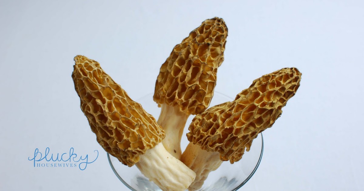 Morels Repost to Archive