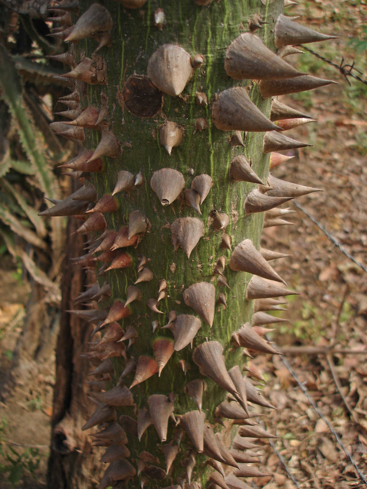 GuanacasteCostaRica Costa Rican Forests Pochote Tree