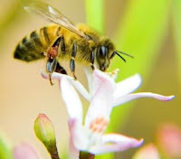 apis mellifera, méh, virág, beporzás, ökológiai gazdálkodás