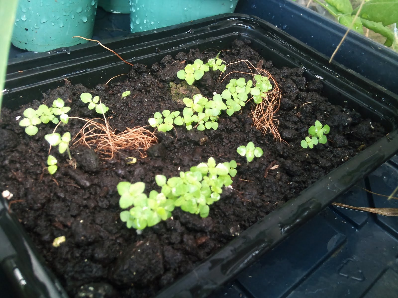 Plant Zone Paulownia tomentosa seedlings (Empress Tree)
