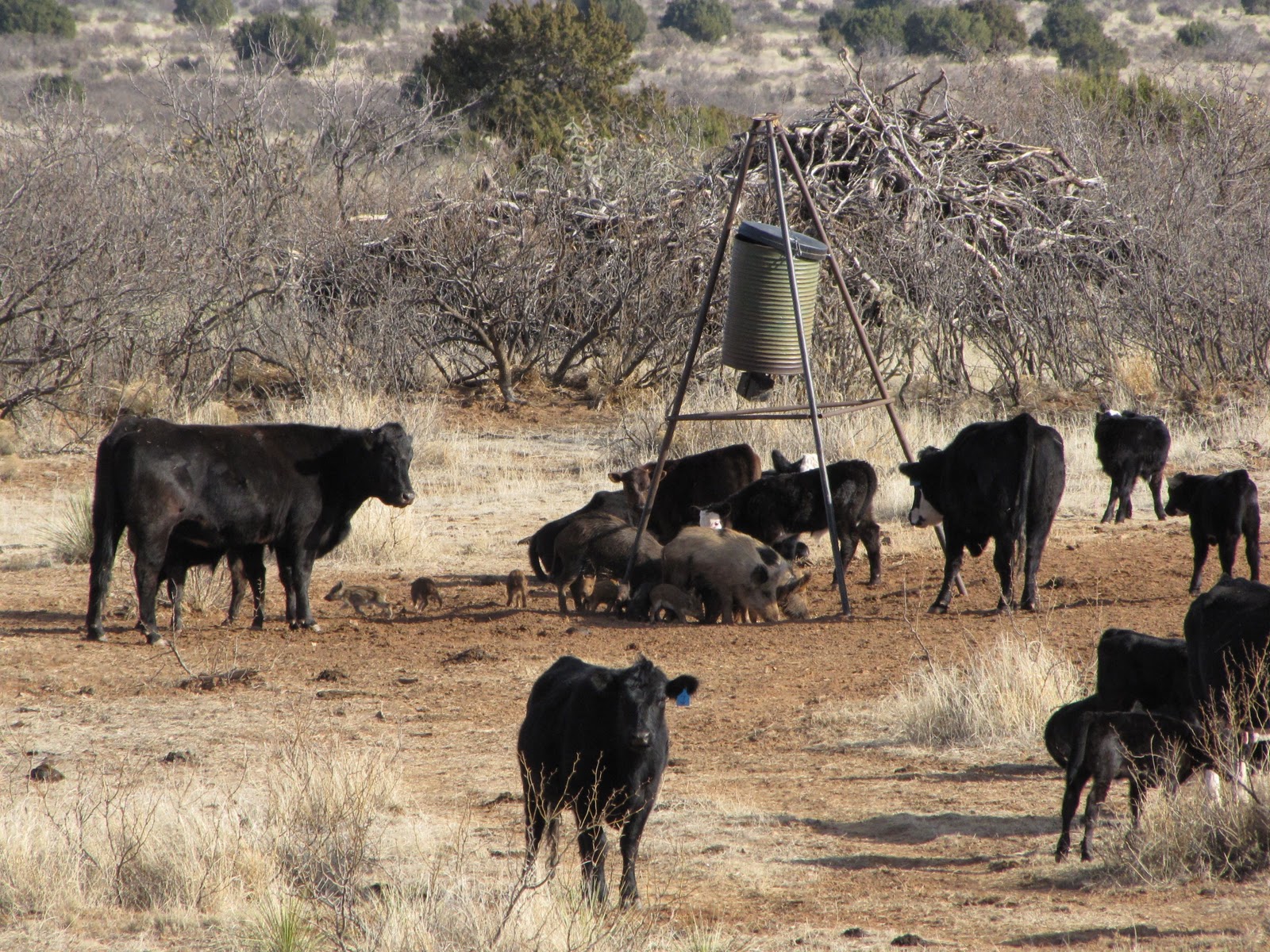 OUTDOORS NM Wild Hogs Invade New Mexico & Threaten to Wreak Havoc