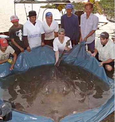 646+pound+mekong+giant+catfish