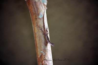 Brown Anole or Cuban Anole