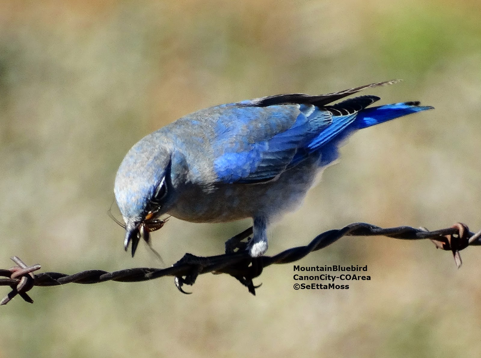 Mountain Bluebirds