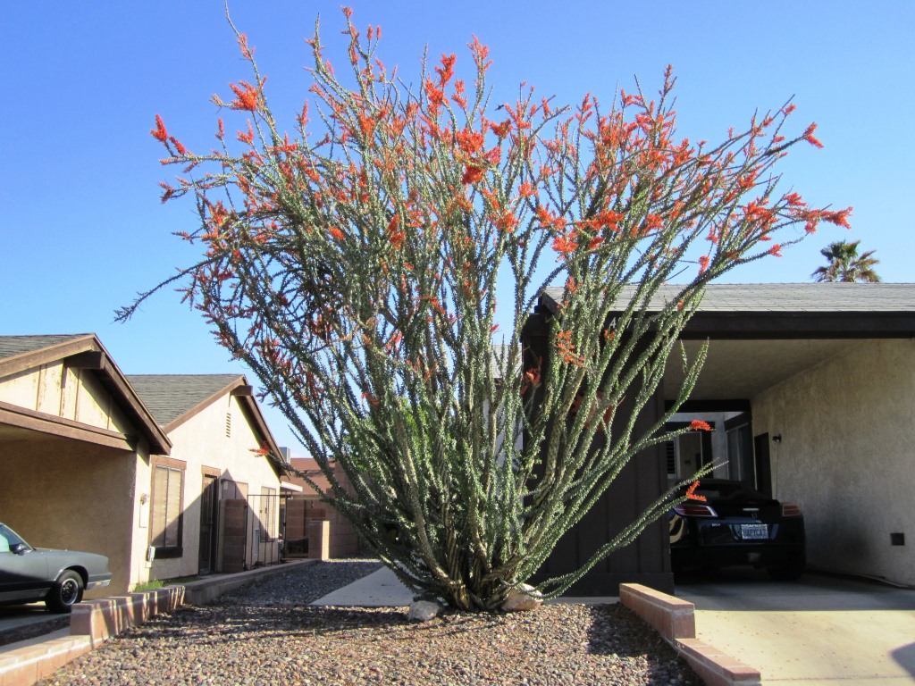 Xtremehorticulture of the Desert: We Have an Ocotillo Competition Going!