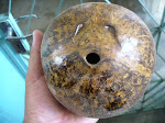 KELAPA 2 MATA