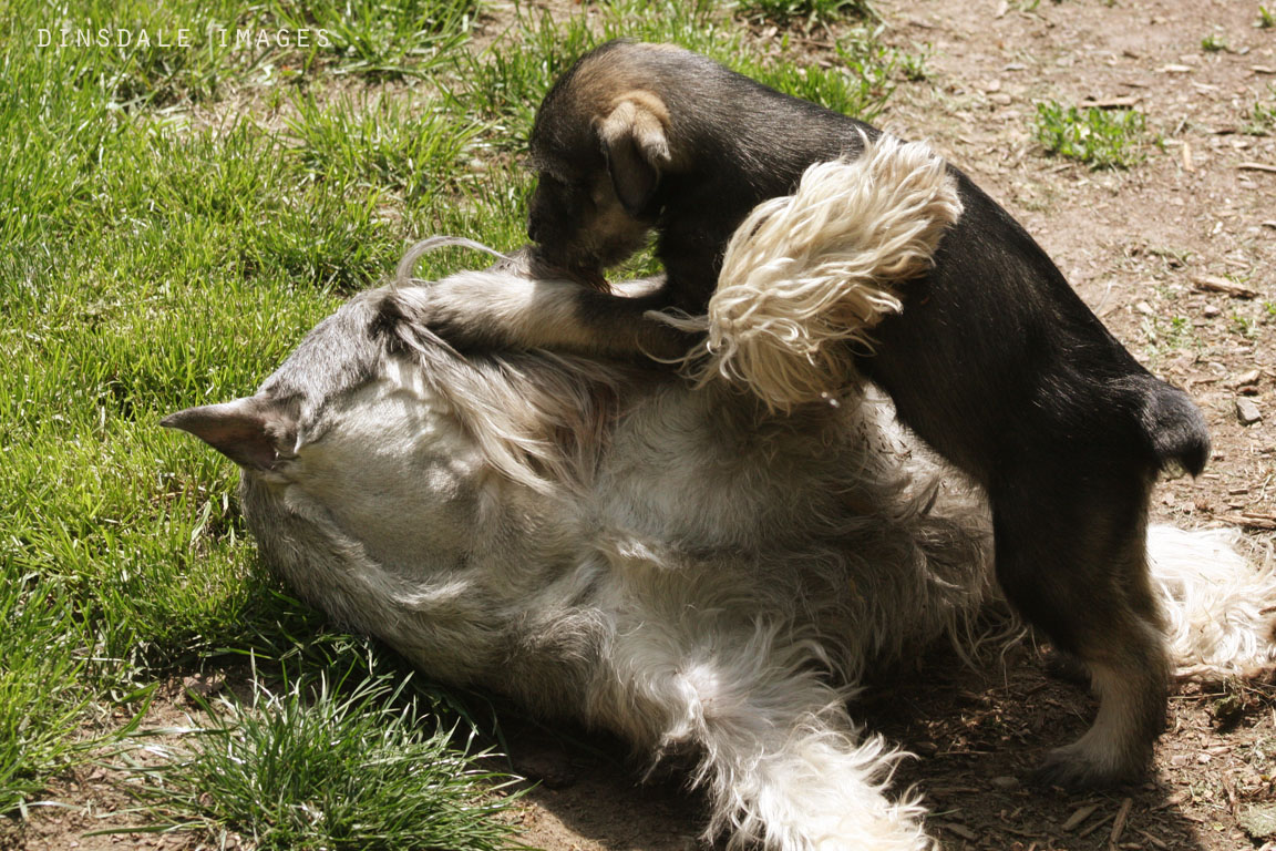 Dinsdale Photo Blog: The Nanny