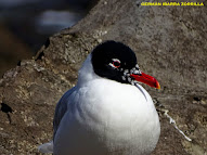 Gaviota cabecinegra