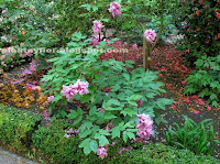 Paeonia suffruticosa