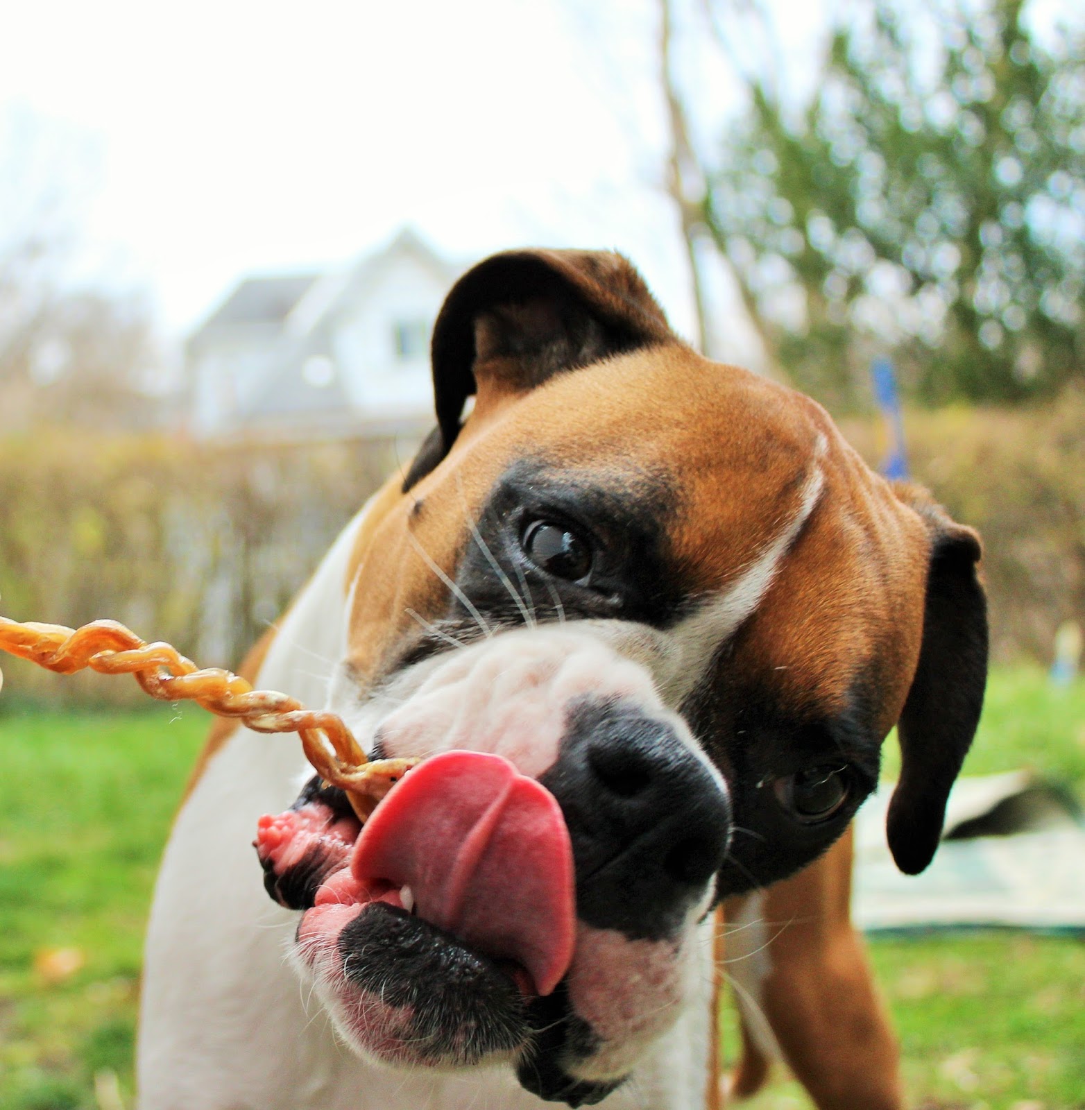 Can U Give A Dog Antibiotics Can U Give A Dog Antibiotics