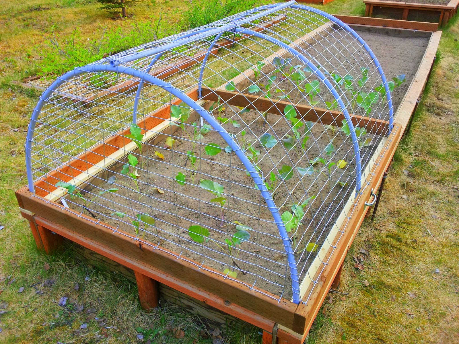 Wasilla Alaska Garden Adventures End Of May Update