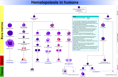 La cascade des cellules souches hématopoïétiques