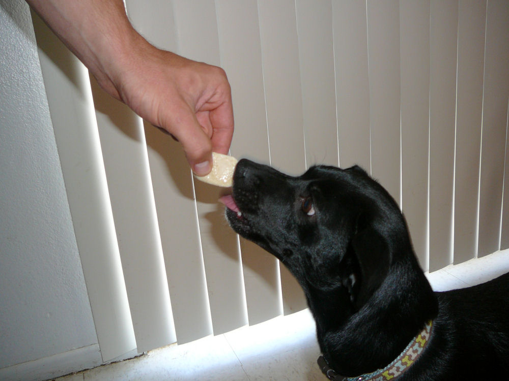 Holy Cannoli Recipes Frozen Yogurt Treats For Your Dog
